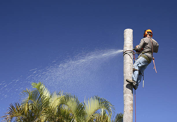 Best Hazardous Tree Removal  in Colleyville, TX